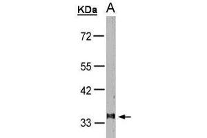 WB Image Sample(30 μg of whole cell lysate) A:HeLa S3 , 10% SDS PAGE antibody diluted at 1:1000 (Leukotriene B4 Receptor/BLT antibody)