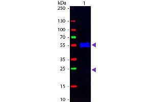 Western Blot of Fluorescein conjugated Goat anti-Mouse IgG1 (Gamma 1 chain) Pre-adsorbed secondary antibody. (Goat anti-Mouse IgG1 (Heavy Chain) Antibody (FITC) - Preadsorbed)