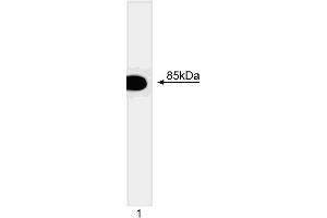 Western blot analysis of the p85 regulatory subunit of PI3 kinase (p85alpha). (PIK3R1 antibody)