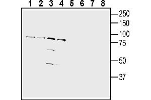 Western blot analysis of human Jurkat T-cell leukemia cell line lysate (lanes 1 and 5), human Burkitt's lymphoma (Daudi) cell line lysate (lanes 2 and 6), human normal skin fibroblast Malme-3 cell line lysate (lanes 3 and 7) and Human prostate carcinoma LN-CaP cell line lysate (lanes 4 and 8):1-4.