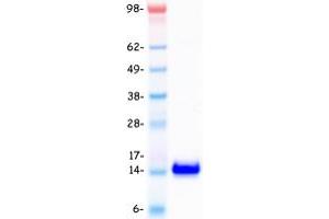 Validation with Western Blot (SAA2 Protein (Transcript Variant 1) (Myc-DYKDDDDK Tag))