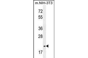 TCAL3 Antibody (N-term) (ABIN654479 and ABIN2844214) western blot analysis in mouse NIH-3T3 cell line lysates (35 μg/lane). (TCEAL3 antibody  (N-Term))