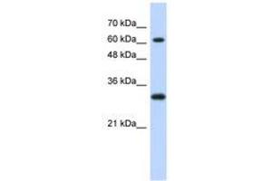 Image no. 1 for anti-Ets2 Repressor Factor (ERF) (AA 371-420) antibody (ABIN6740291) (ERF antibody  (AA 371-420))