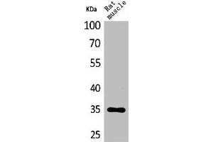 Western Blot analysis of rat muscle cells using CA IV Polyclonal Antibody