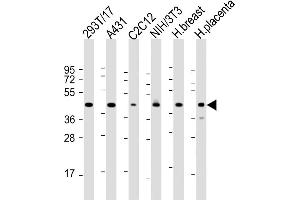 All lanes : Anti-ERLIN2 Antibody (C-term) at 1:2000 dilution Lane 1: 293T/17 whole cell lysate Lane 2: A431 whole cell lysate Lane 3: C2C12 whole cell lysate Lane 4: NIH/3T3 whole cell lysate Lane 5: human breast lysate Lane 6: human placenta lysate Lysates/proteins at 20 μg per lane. (ERLIN2 antibody  (C-Term))