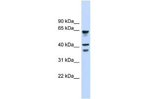 WB Suggested Anti-GPR27 Antibody Titration:  0.