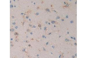 Used in DAB staining on fromalin fixed paraffin- embedded brain tissue (RGS antibody  (AA 1-296))