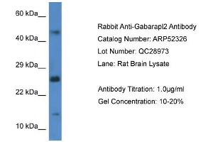 Western Blotting (WB) image for anti-GABA(A) Receptor-Associated Protein-Like 2 (GABARAPL2) (C-Term) antibody (ABIN2774012) (GABARAPL2 antibody  (C-Term))