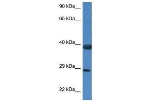 Western Blot showing Hspbp1 antibody used at a concentration of 1. (HSPBP1 antibody  (C-Term))