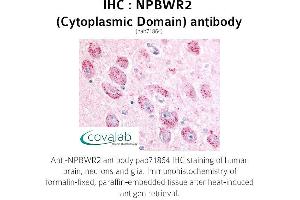 Image no. 1 for anti-Neuropeptides B/W Receptor 2 (NPBWR2) (2nd Cytoplasmic Domain) antibody (ABIN1737462) (NPBWR2 antibody  (2nd Cytoplasmic Domain))
