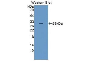 Western Blotting (WB) image for anti-Toll-Like Receptor 5 (TLR5) (AA 693-858) antibody (ABIN3201656) (TLR5 antibody  (AA 693-858))