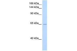 WB Suggested Anti-ZFR Antibody Titration:  0. (ZFR antibody  (C-Term))