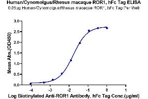 Immobilized Human/Cynomolgus/Rhesus macaque ROR1, hFc Tag at 0. (ROR1 Protein (AA 30-403) (Fc Tag))