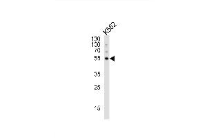 Western blot analysis of lysate from K562 cell line, using G5 Antibody 1812c. (ATG5 antibody)