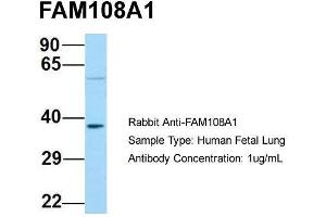 Host: Rabbit  Target Name: FAM108A1  Sample Tissue: Human Fetal Lung  Antibody Dilution: 1.