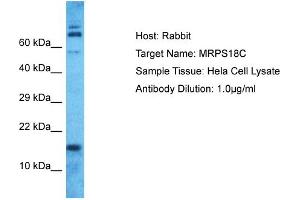 Host: Rabbit Target Name: MRPS18C Sample Type: Hela Whole Cell lysates Antibody Dilution: 1.