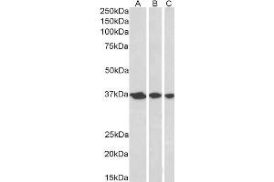 ABIN184704 (0. (APEX1 antibody  (N-Term))