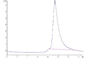 The purity of Biotinylated SARS-COV-2 Spike S1 (Omicron B. (SARS-CoV-2 Spike S1 Protein (B.1.1.529 - Omicron) (His-Avi Tag,Biotin))