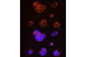 Immunofluorescence analysis of MCF7 using SLP2 antibody (ABIN7270675) at dilution of 1:50 (40x lens). (SYTL2 antibody)