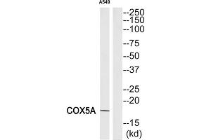 Western Blotting (WB) image for anti-Cytochrome C Oxidase Subunit Va (COX5A) (Internal Region) antibody (ABIN1850326) (COX5A antibody  (Internal Region))
