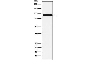 Western blot analysis of Cullin 1 expression in MCF-7 cell lysate. (Recombinant Cullin 1 antibody)