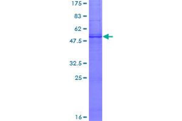 SCN5A Protein (AA 1-223) (GST tag)