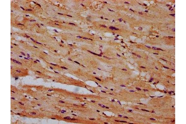 CSAD antibody  (AA 344-493)