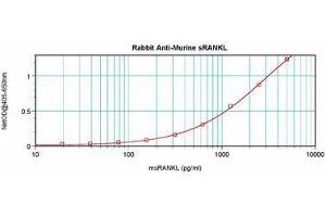 Image no. 3 for anti-Tumor Necrosis Factor (Ligand) Superfamily, Member 11 (TNFSF11) antibody (ABIN465772) (RANKL antibody)