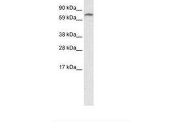 ZNF84 antibody  (C-Term)