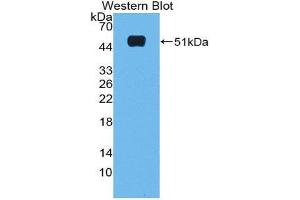 Western Blotting (WB) image for anti-Microfibrillar Associated Protein 2 (MFAP2) (AA 8-171) antibody (ABIN1980459)