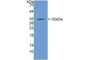 Western blot analysis of recombinant Human DAF. (CD55 antibody  (AA 35-285))