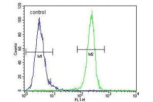VEGFR2 (FLK1/KDR) Antibody (C-term) (ABIN391979 and ABIN2841770) flow cytometric analysis of MDA-M cells (right histogram) compared to a negative control cell (left histogram).