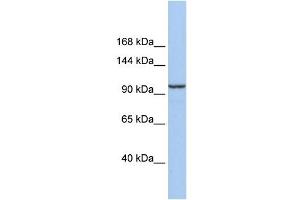 Klotho Beta antibody used at 1 ug/ml to detect target protein. (Klotho beta antibody  (Middle Region))