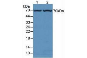 Western blot analysis of (1) Rat Liver Tissue and (2) Mouse Liver Tissue. (FUCA1 antibody  (AA 185-447))