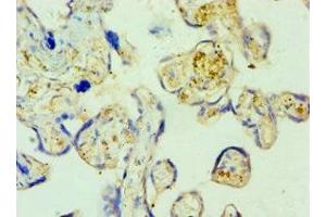 Immunohistochemistry of paraffin-embedded human placenta tissue using ABIN7168889 at dilution of 1:100 (SHMT1 antibody  (AA 324-483))
