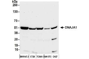 anti-DnaJ (Hsp40) Homolog, Subfamily A, Member 1 (DNAJA1) (AA 250-300) antibody