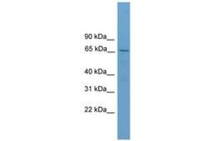Image no. 1 for anti-Secretogranin II (SCG2) (AA 71-120) antibody (ABIN6744804) (SCG2 antibody  (AA 71-120))