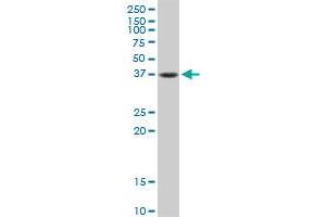 FAS MaxPab rabbit polyclonal antibody. (FAS antibody  (AA 1-335))