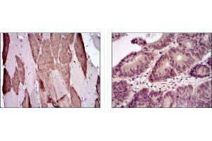 Immunohistochemistry (IHC) image for anti-BPI Fold Containing Family B, Member 1 (BPIFB1) antibody (ABIN1108057) (BPIFB1 antibody)