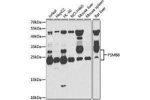 Western blot analysis of extracts of various cell lines, using PSMB8 antibody. (PSMB8 antibody  (AA 163-272))
