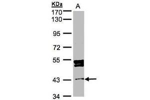 WB Image Sample(30 ug whole cell lysate) A:MOLT4 , 7. (DDI1 antibody  (Center))