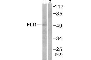 Western Blotting (WB) image for anti-Friend Leukemia Virus Integration 1 (FLI1) (Internal Region) antibody (ABIN1848550) (FLI1 antibody  (Internal Region))