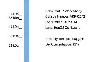 WB Suggested Anti-PIM2  Antibody Titration: 0. (PIM2 antibody  (Middle Region))