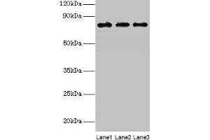 Western blot All lanes: KIRREL2 antibody at 8 μg/mL Lane 1: Mouse gonadal tissue Lane 2: Mouse lung tissue Lane 3: Mouse heart tissue Secondary Goat polyclonal to rabbit IgG at 1/10000 dilution Predicted band size: 76, 68, 62, 24 kDa Observed band size: 76 kDa