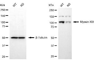 Western blotting analysis using myosin XIX antibody (ABIN7799525). (Recombinant Myosin XIX antibody)