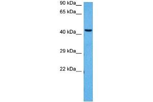 Host:  Rabbit  Target Name:  PPARD  Sample Tissue:  Mouse Brain  Antibody Dilution:  1ug/ml (PPARD antibody  (N-Term))