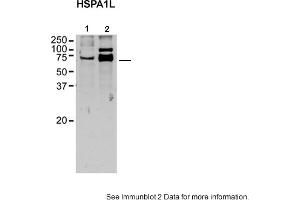 Sample Type: 1. (HSPA1L antibody  (C-Term))