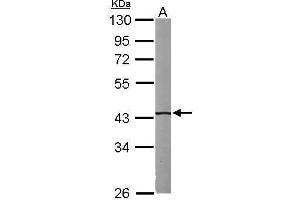 WB Image Sample (50 ug of whole cell lysate) A: Mouse brain 10% SDS PAGE antibody diluted at 1:1000 (IVD antibody)