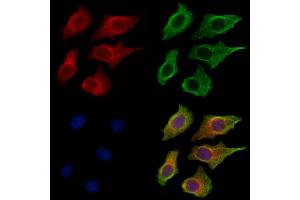 ABIN7094504 and ABIN7098553 staining HepG2 cells by IF/ICC. (Kallikrein 9 antibody  (C-Term))