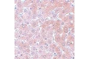 Immunohistochemistry (IHC) image for anti-Anaphase Promoting Complex Subunit 4 (ANAPC4) (N-Term) antibody (ABIN1031231) (ANAPC4 antibody  (N-Term))
